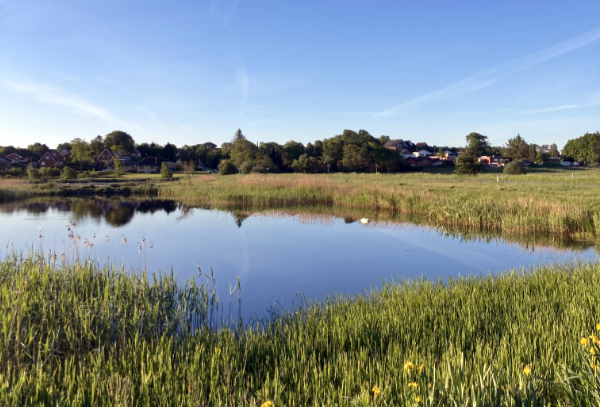 Svanesøen Gedsted